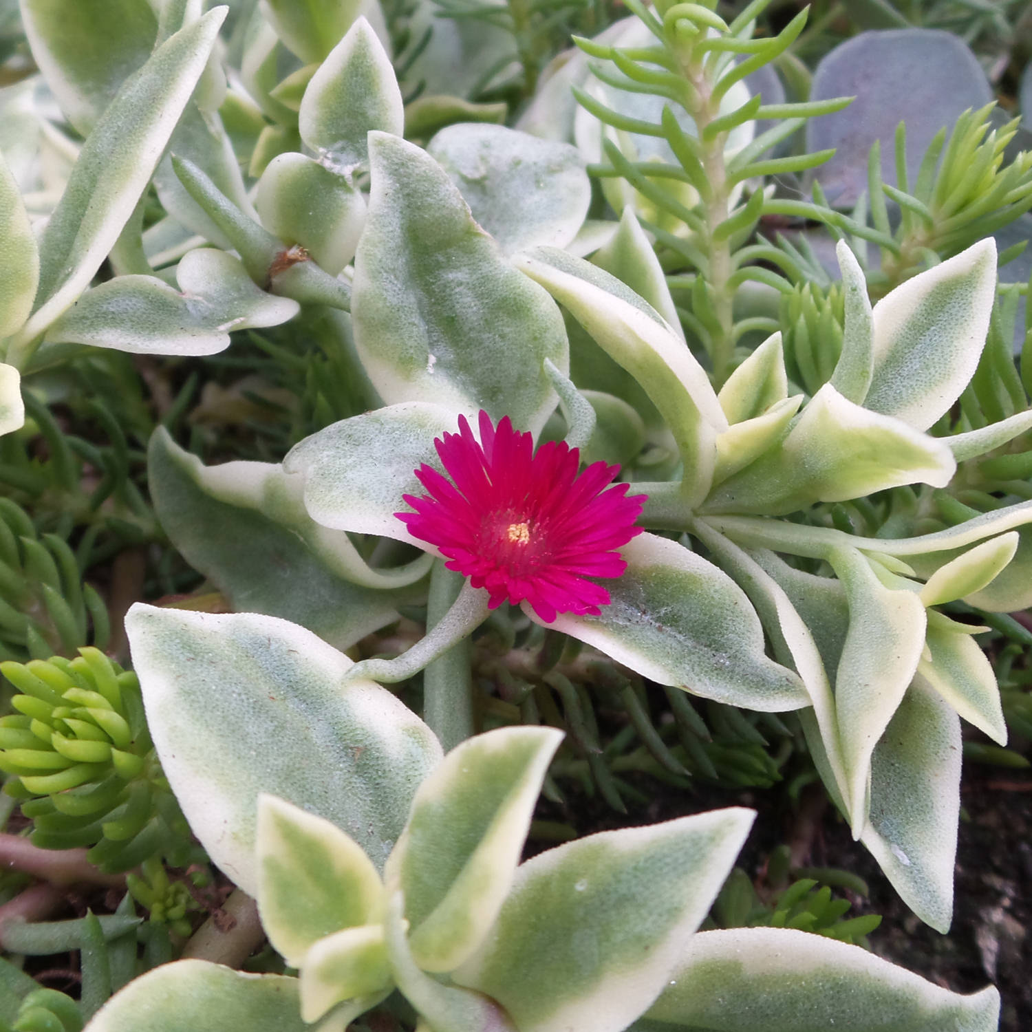 livingstone daisy succulent Mezoo™ Trailing Red Livingstone Daisy (Aptenia)
