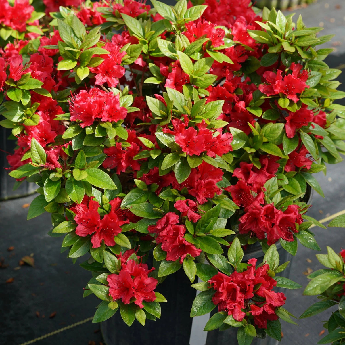 red azalea shrub plants