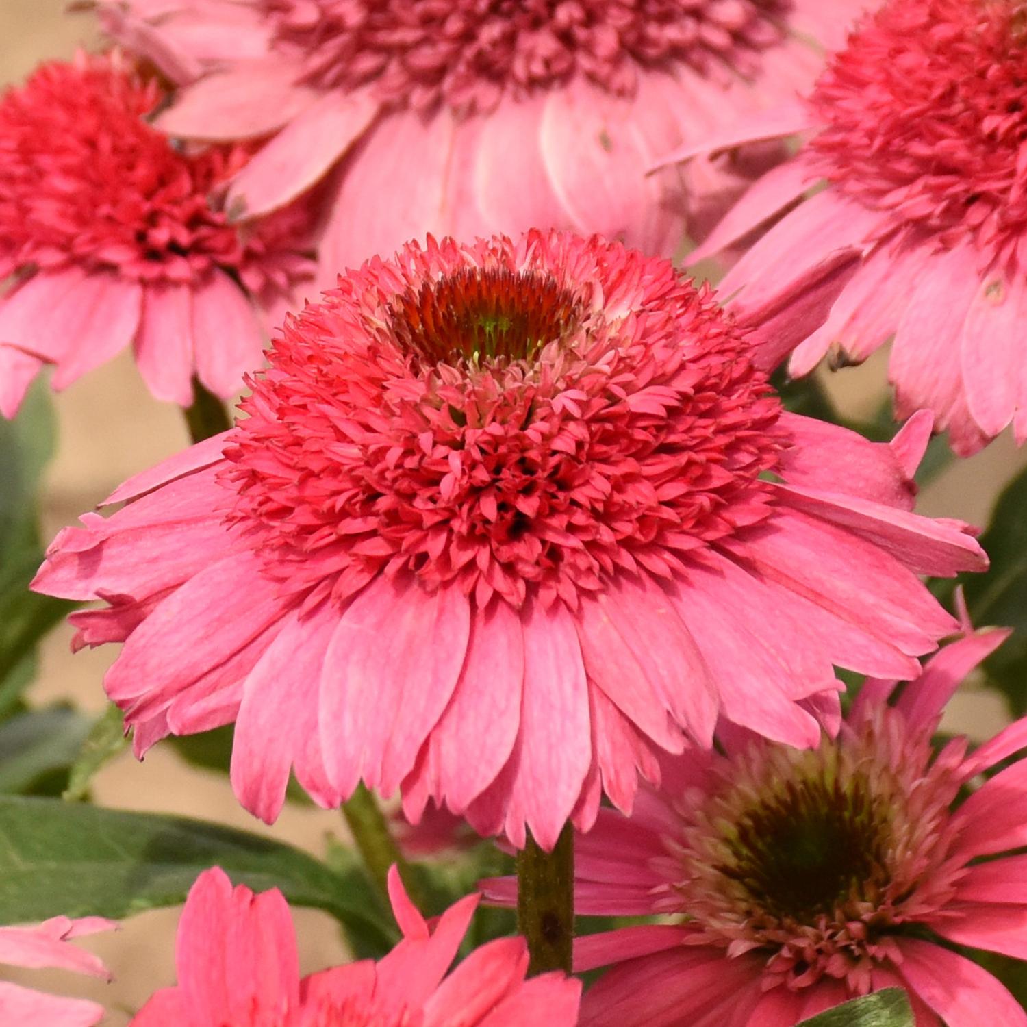 Double Coded® 'Coral Cranberry' Coneflower (Echinacea) - Photo Courtesy of Walters Gardens, Inc.