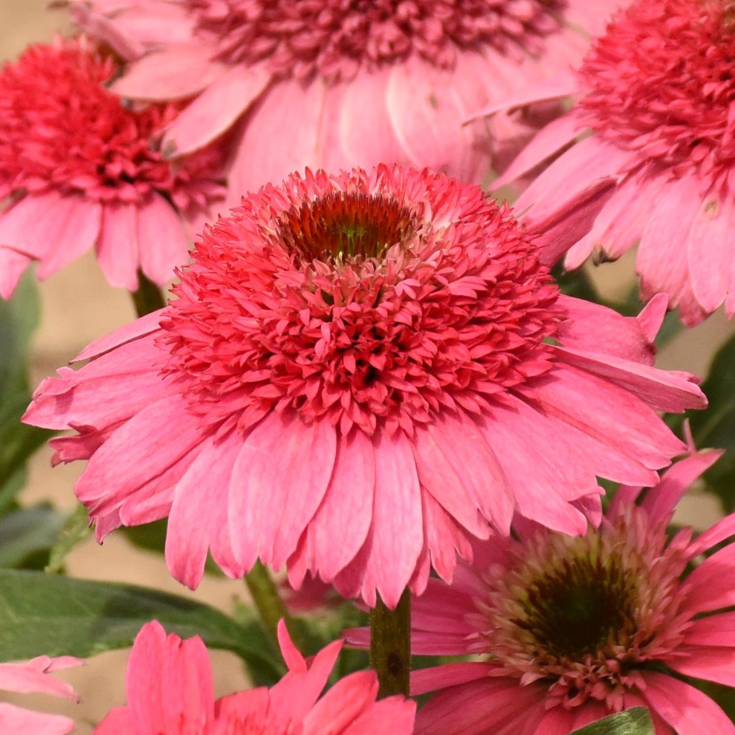 Close-up of Double Coded® 'Coral Cranberry' Coneflower (Echinacea) with layered pink petals and green leaves, its textured, densely packed center in sharp focus - Photo Courtesy of Walters Gardens, Inc.