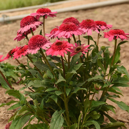 A cluster of Double Coded® 'Coral Cranberry' Coneflower (Echinacea) with vibrant pink blooms and green leaves grows in a garden bed, attracting pollinators, with blurred soil and a garden path in the background - Photo Courtesy of Walters Gardens, Inc.