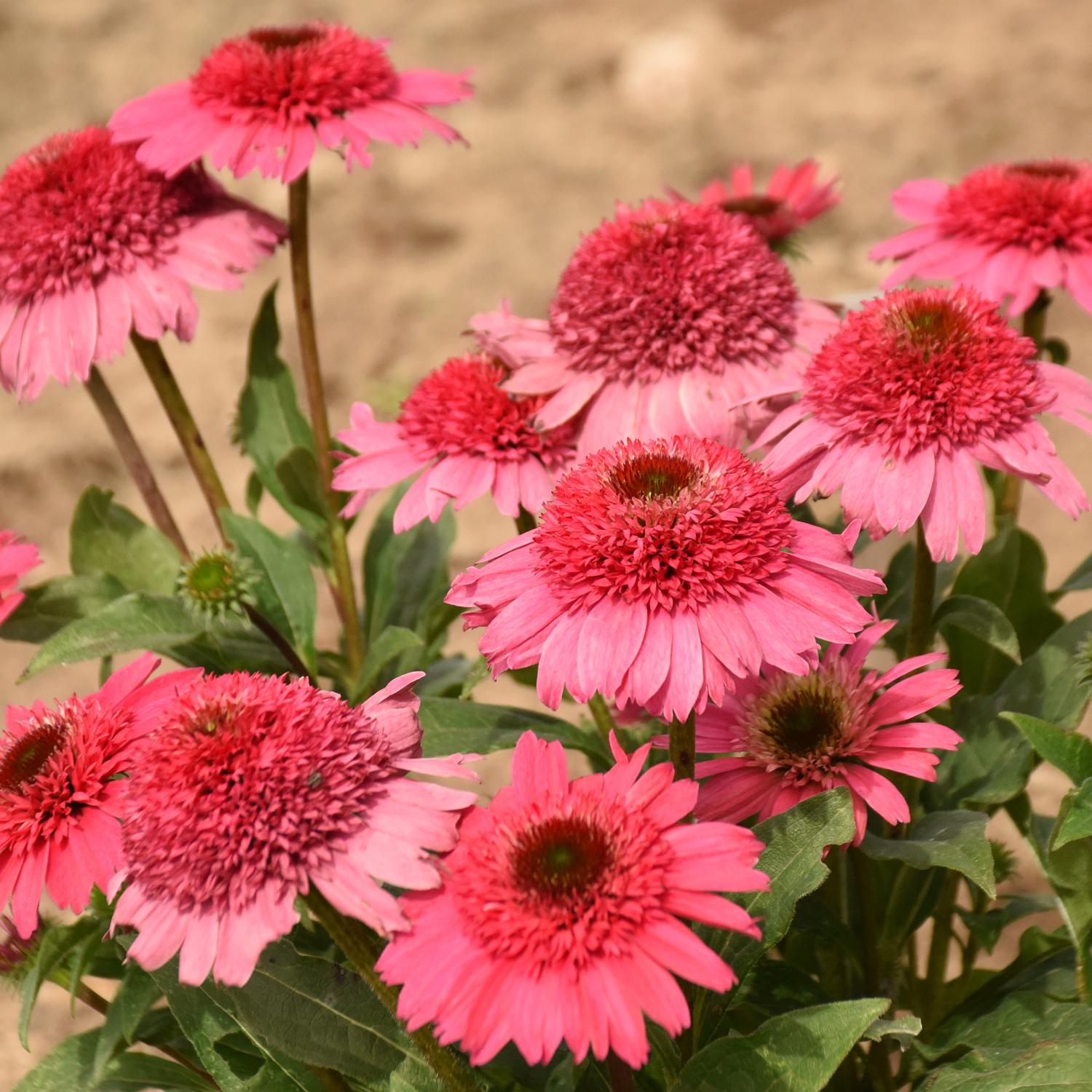 Vibrant pink Double Coded® 'Coral Cranberry' Coneflower (Echinacea) with spiky centers and green leaves - Photo Courtesy of Walters Gardens, Inc.