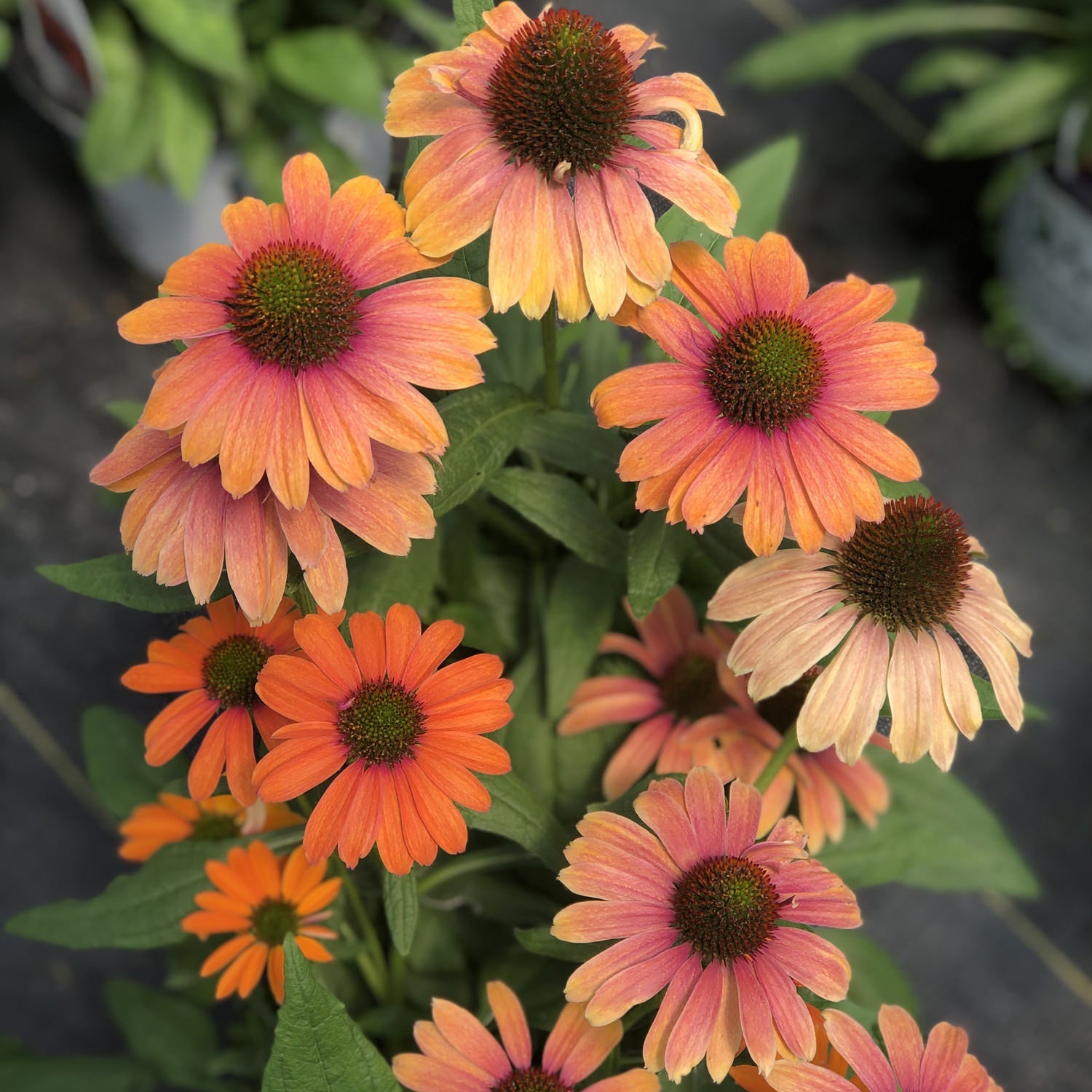 A cluster of Color Coded® 'Orange You Awesome' Coneflower (Echinacea) blooms outdoors, featuring dark green leaves and petals that fade from orange at the tips to pink near dark brown cone-shaped centers - Photo Property of Garden Crossings LLC.