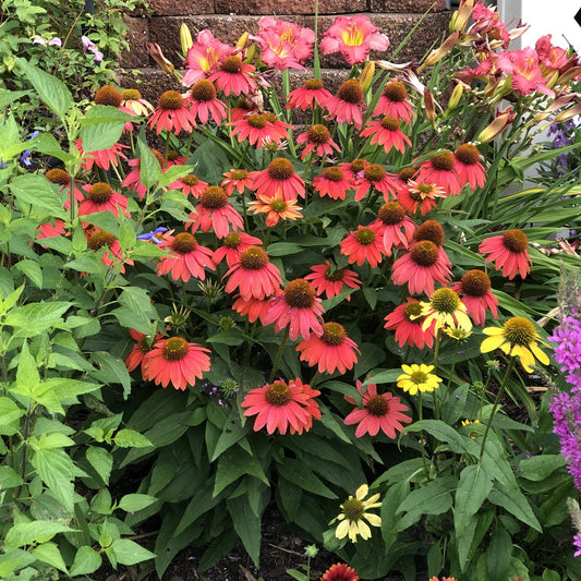 A vibrant garden bed features masses of Color Coded® 'Orange You Awesome' Coneflower (Echinacea), yellow blooms, and lush green foliage. Pink lilies and other perennials add color near a brick wall in the background - Photo Property of Garden Crossings LLC.