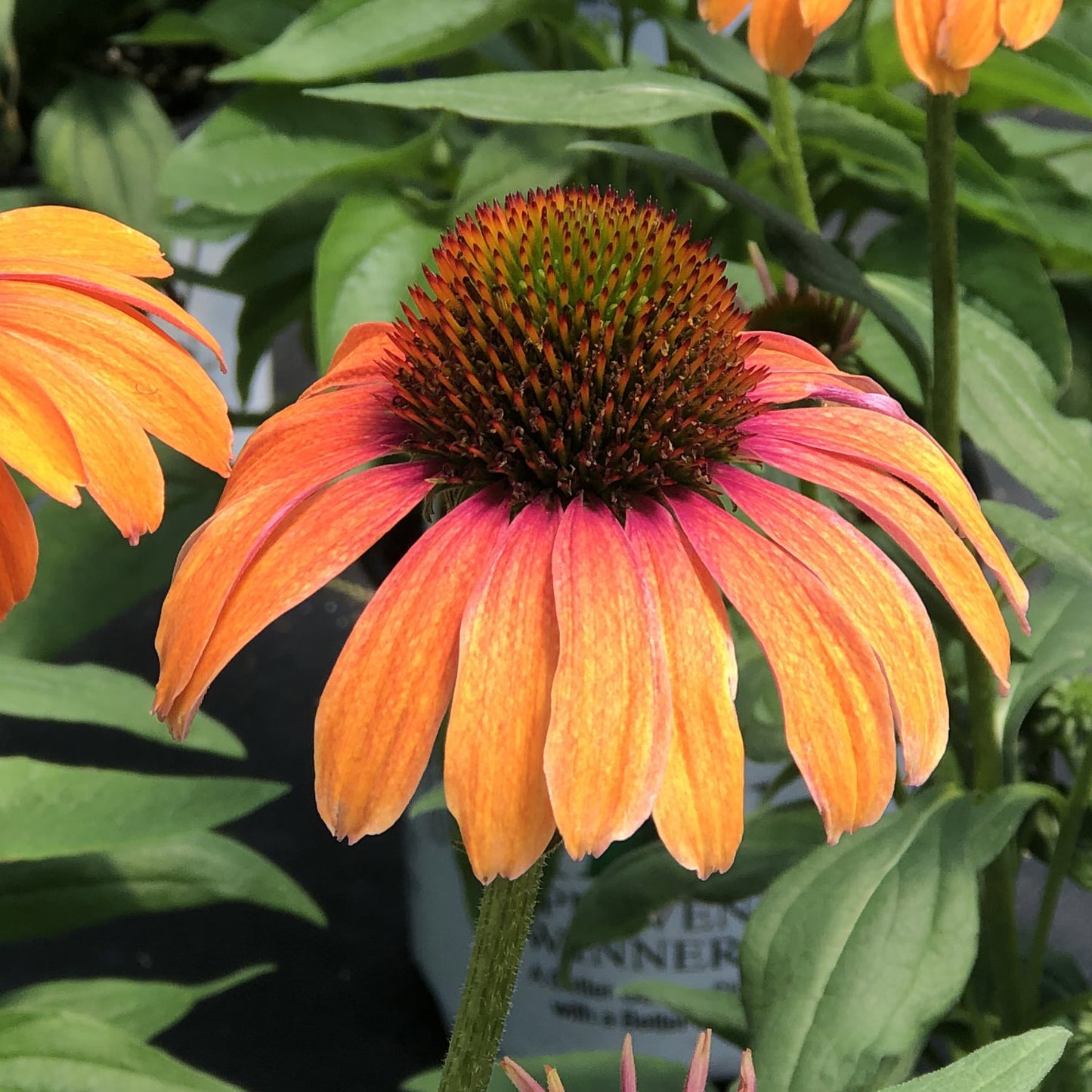 Color Coded® 'Orange You Awesome' Coneflower (Echinacea) - Photo Property of Garden Crossings LLC