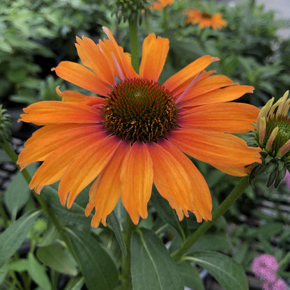 Color Coded® 'Orange You Awesome' Coneflower (Echinacea) - Photo Property of Garden Crossings LLC