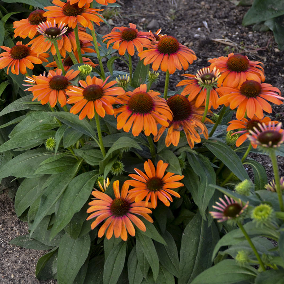 Color Coded® 'Orange You Awesome' Coneflower (Echinacea) - Photo Courtesy of Proven Winners, Inc.