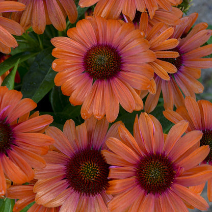 Color Coded® 'Orange You Awesome' Coneflower (Echinacea) - Photo Courtesy of Proven Winners, Inc.