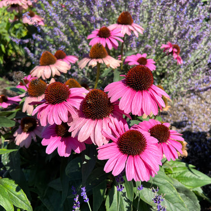 Color Coded® 'The Fuchsia Is Bright' Coneflower (Echinacea) - Photo Property of Garden Crossings LLC
