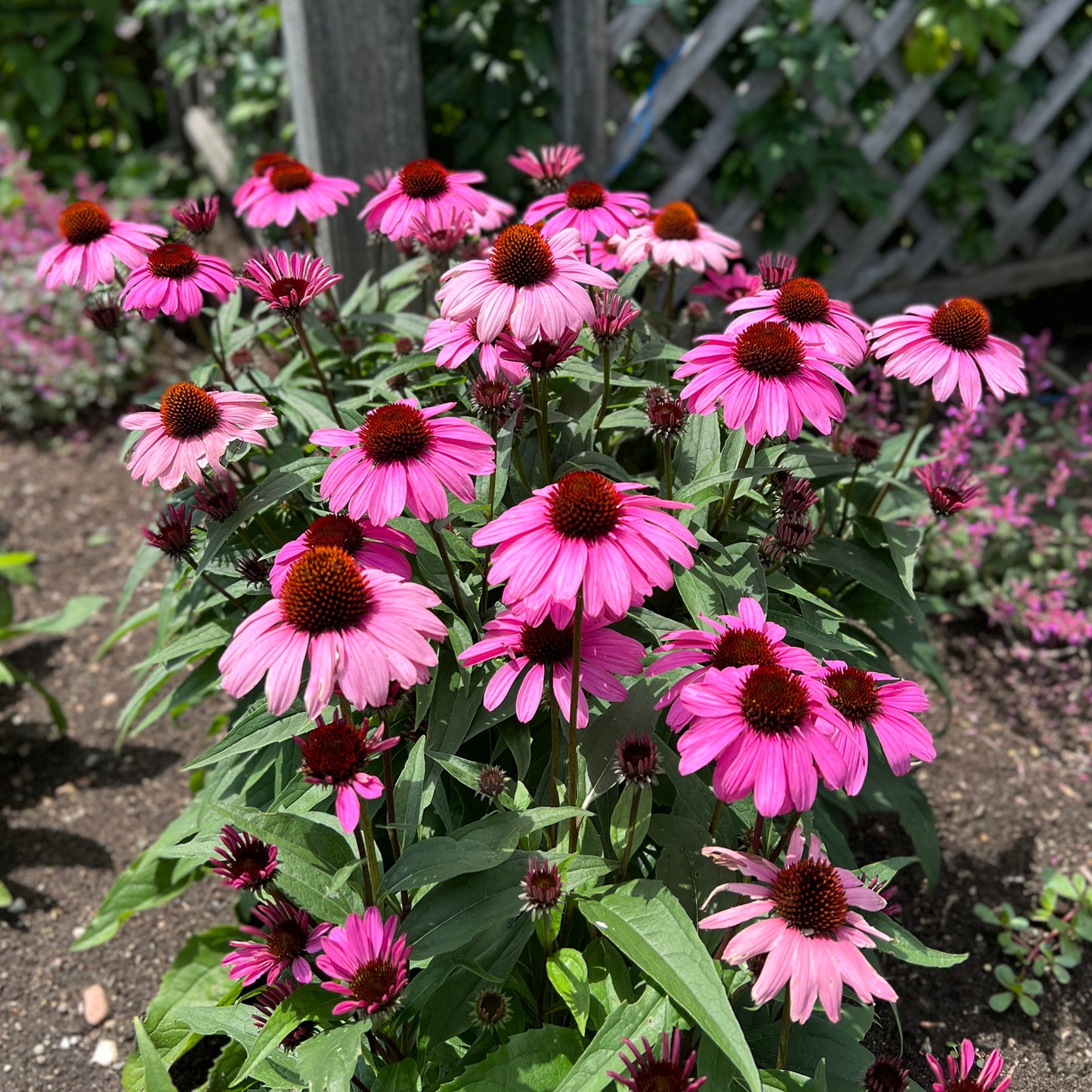 Color Coded® 'The Fuchsia Is Bright' Coneflower (Echinacea) - Photo Property of Garden Crossings LLC