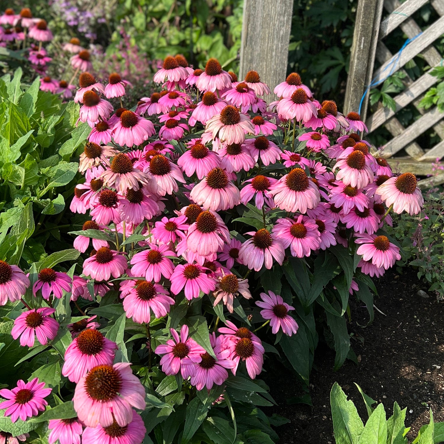 Color Coded® 'The Fuchsia Is Bright' Coneflower (Echinacea) - Photo Property of Garden Crossings LLC