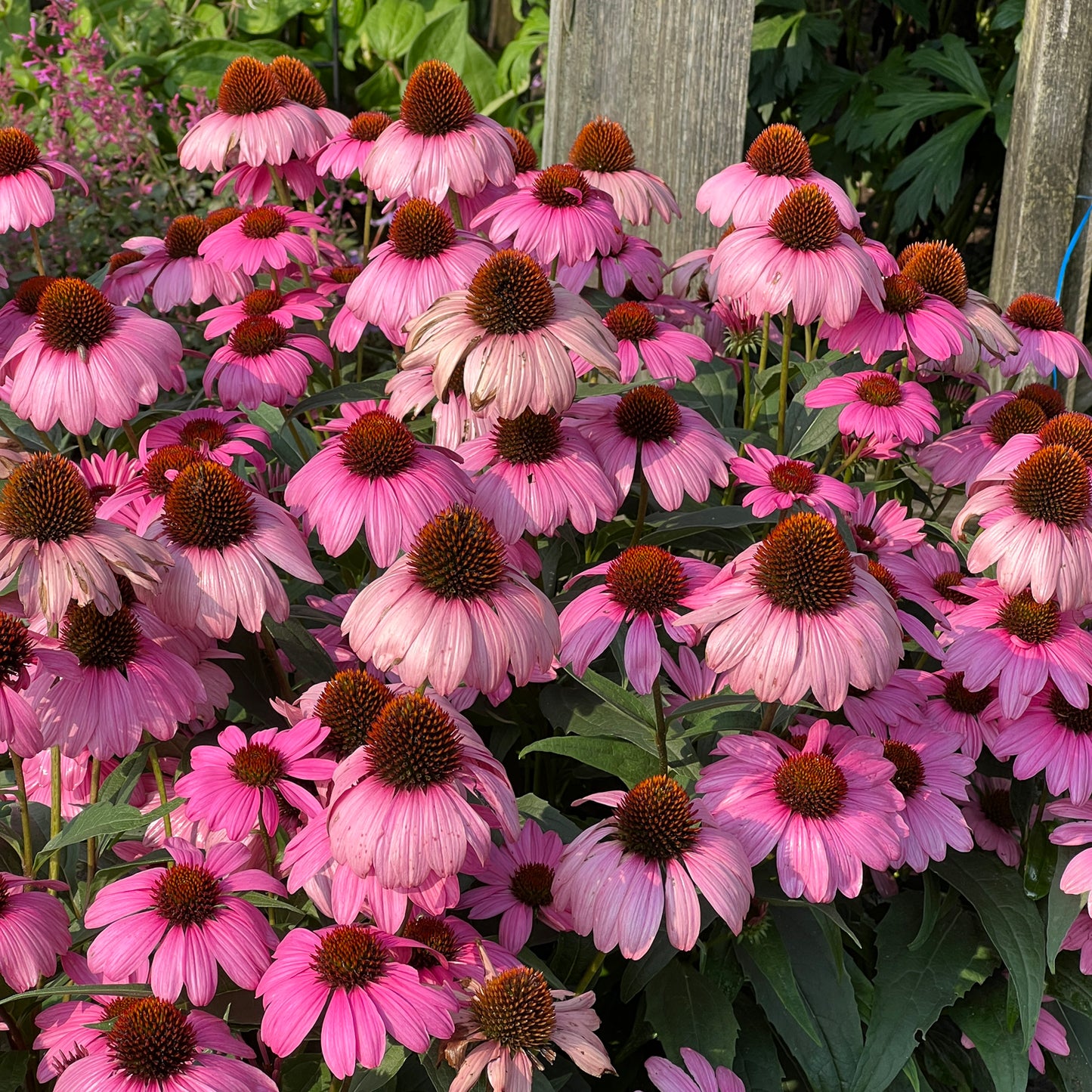 Color Coded® 'The Fuchsia Is Bright' Coneflower (Echinacea) - Photo Property of Garden Crossings LLC
