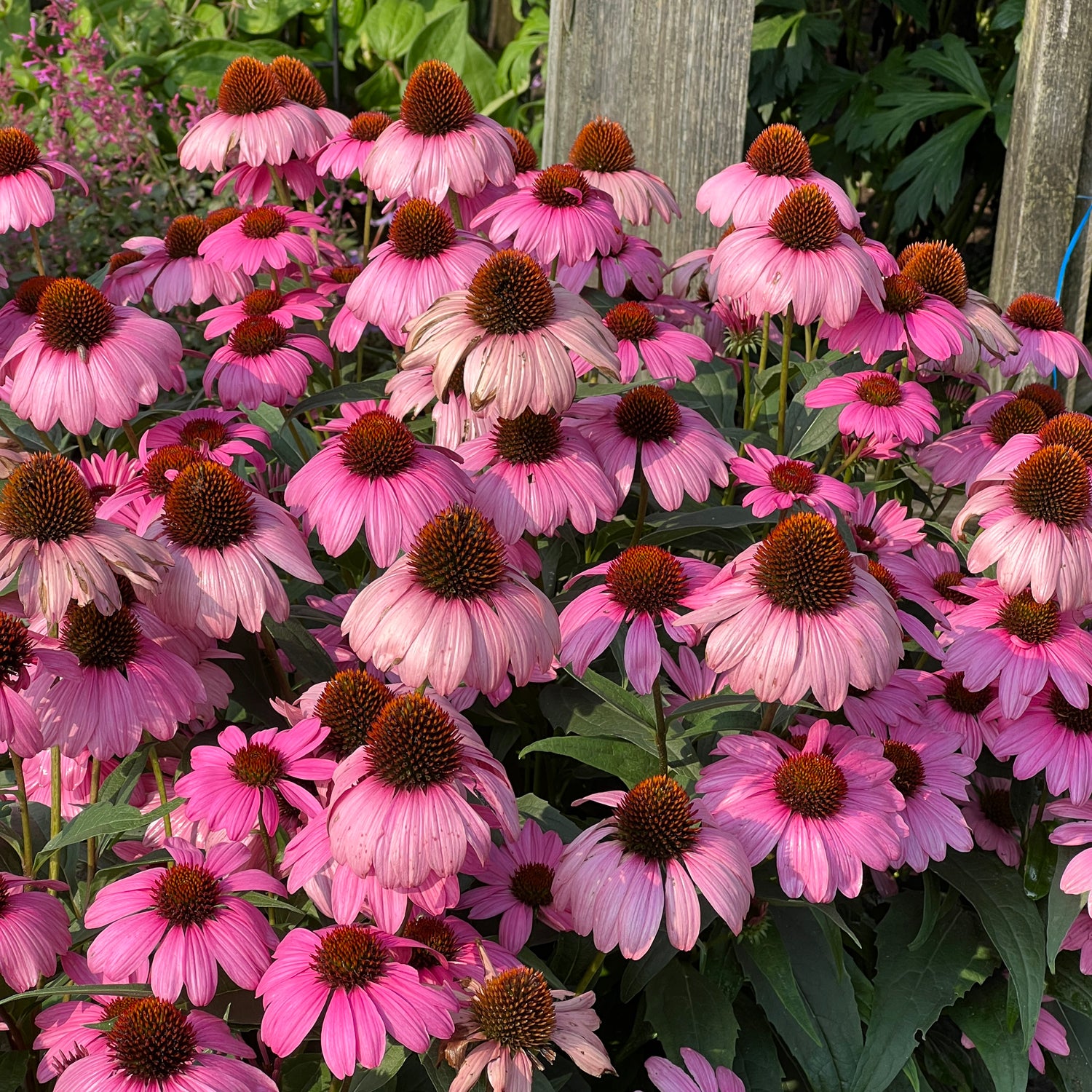 Color Coded® 'The Fuchsia Is Bright' Coneflower (Echinacea) - Photo Property of Garden Crossings LLC