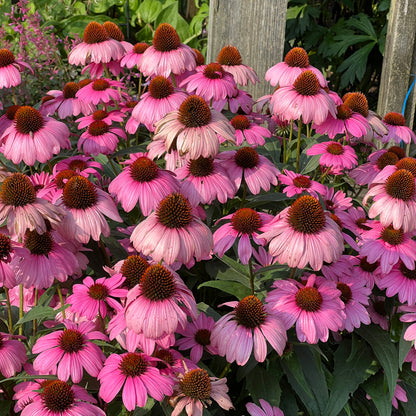 Color Coded® 'The Fuchsia Is Bright' Coneflower (Echinacea) - Photo Property of Garden Crossings LLC