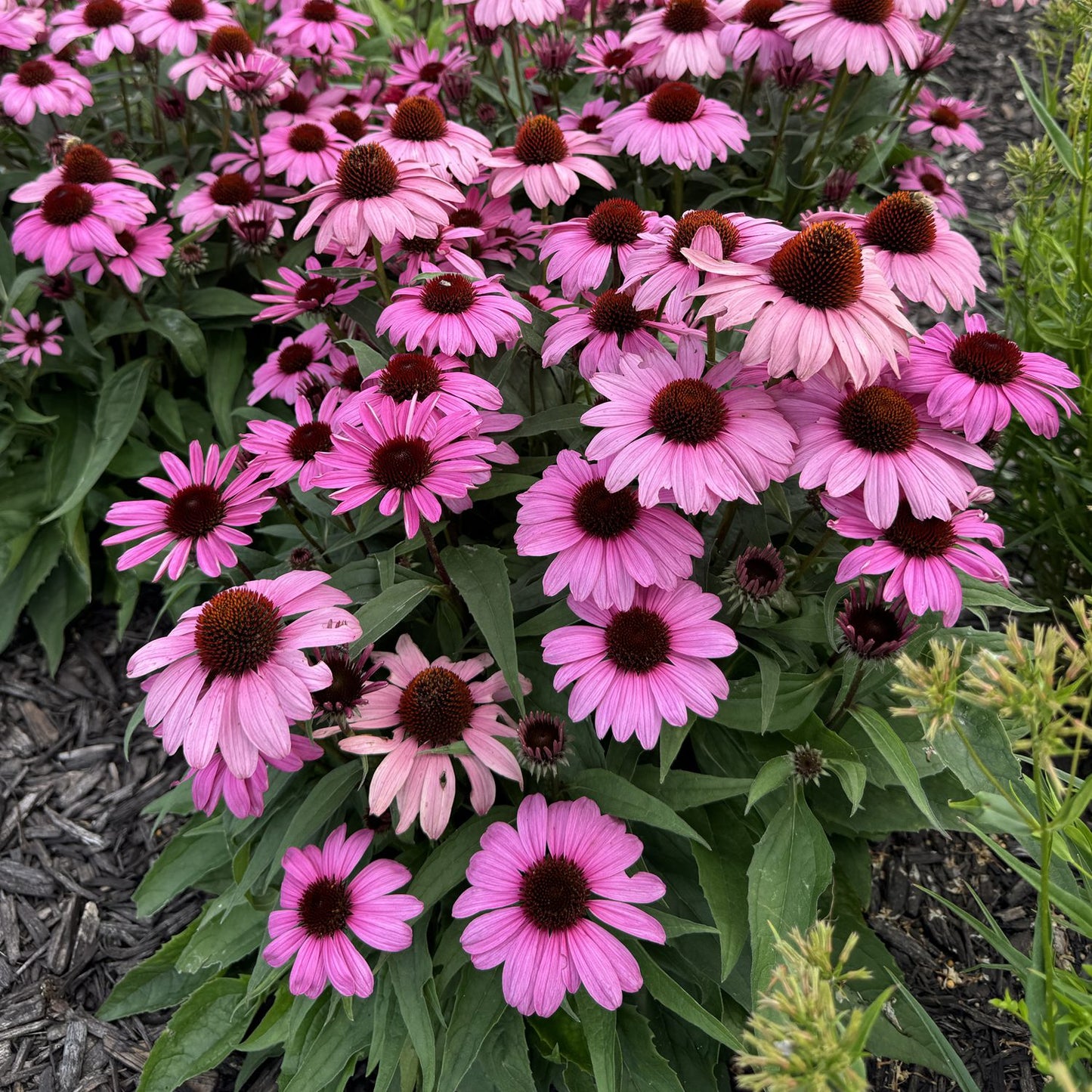 Color Coded® 'The Fuchsia Is Bright' Coneflower (Echinacea) - Photo Property of Garden Crossings LLC