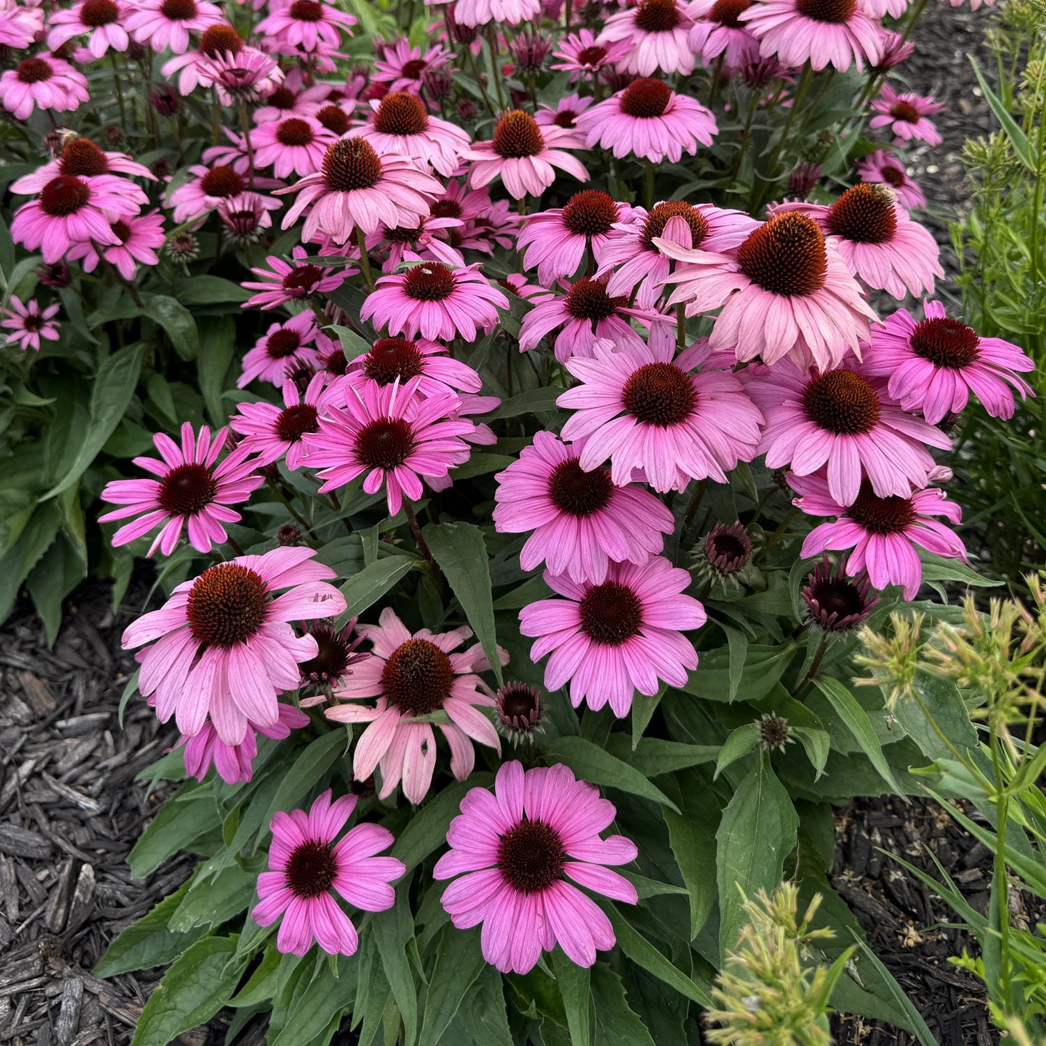 Color Coded® 'The Fuchsia Is Bright' Coneflower (Echinacea) - Photo Property of Garden Crossings LLC