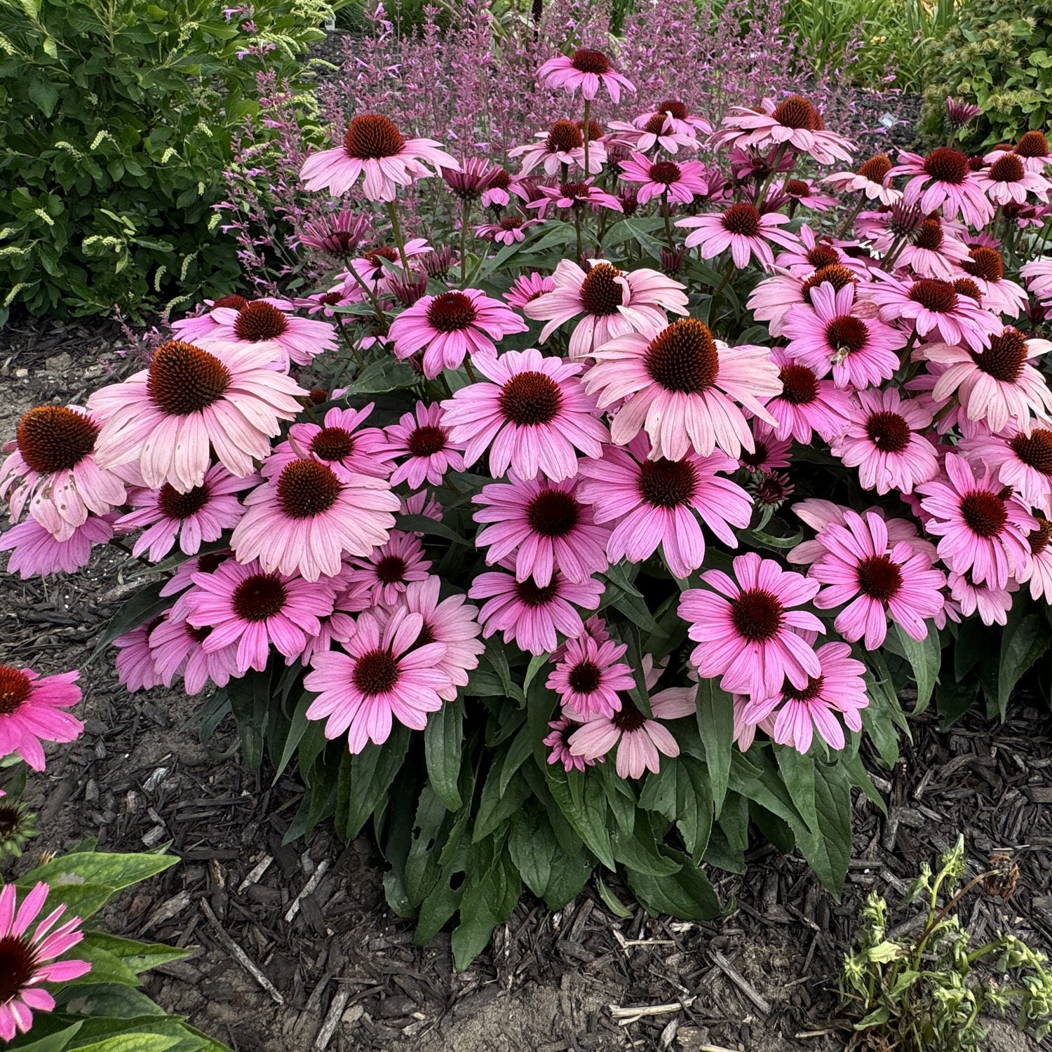 Color Coded® 'The Fuchsia Is Bright' Coneflower (Echinacea) - Photo Property of Garden Crossings LLC