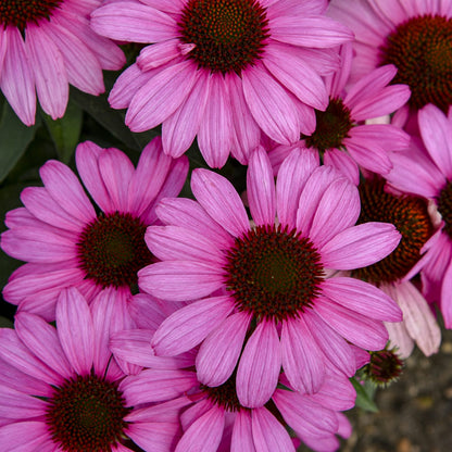 Color Coded® 'The Fuchsia Is Bright' Coneflower (Echinacea) - Photo Courtesy of Walters Gardens, Inc.