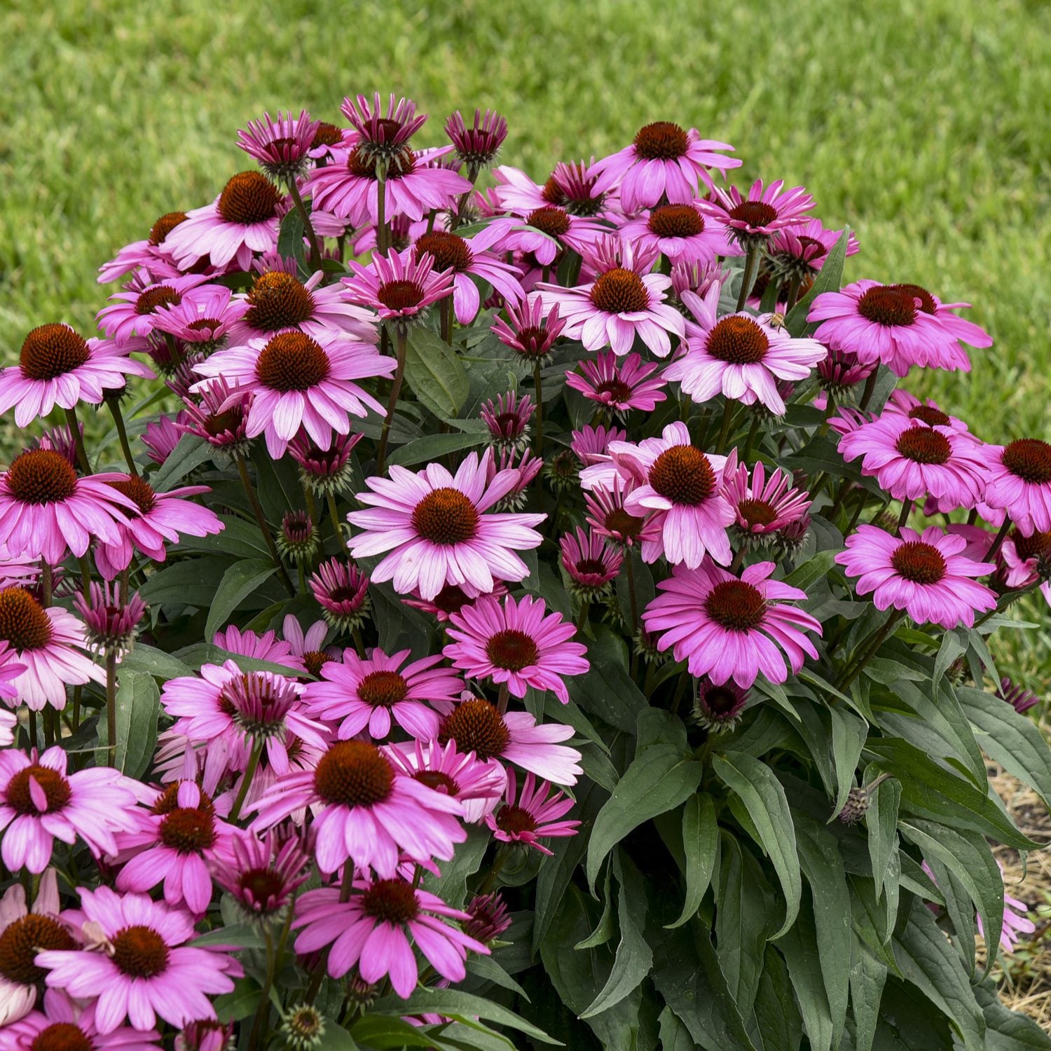 Color Coded® 'The Fuchsia Is Bright' Coneflower (Echinacea) - Photo Courtesy of Walters Gardens, Inc.