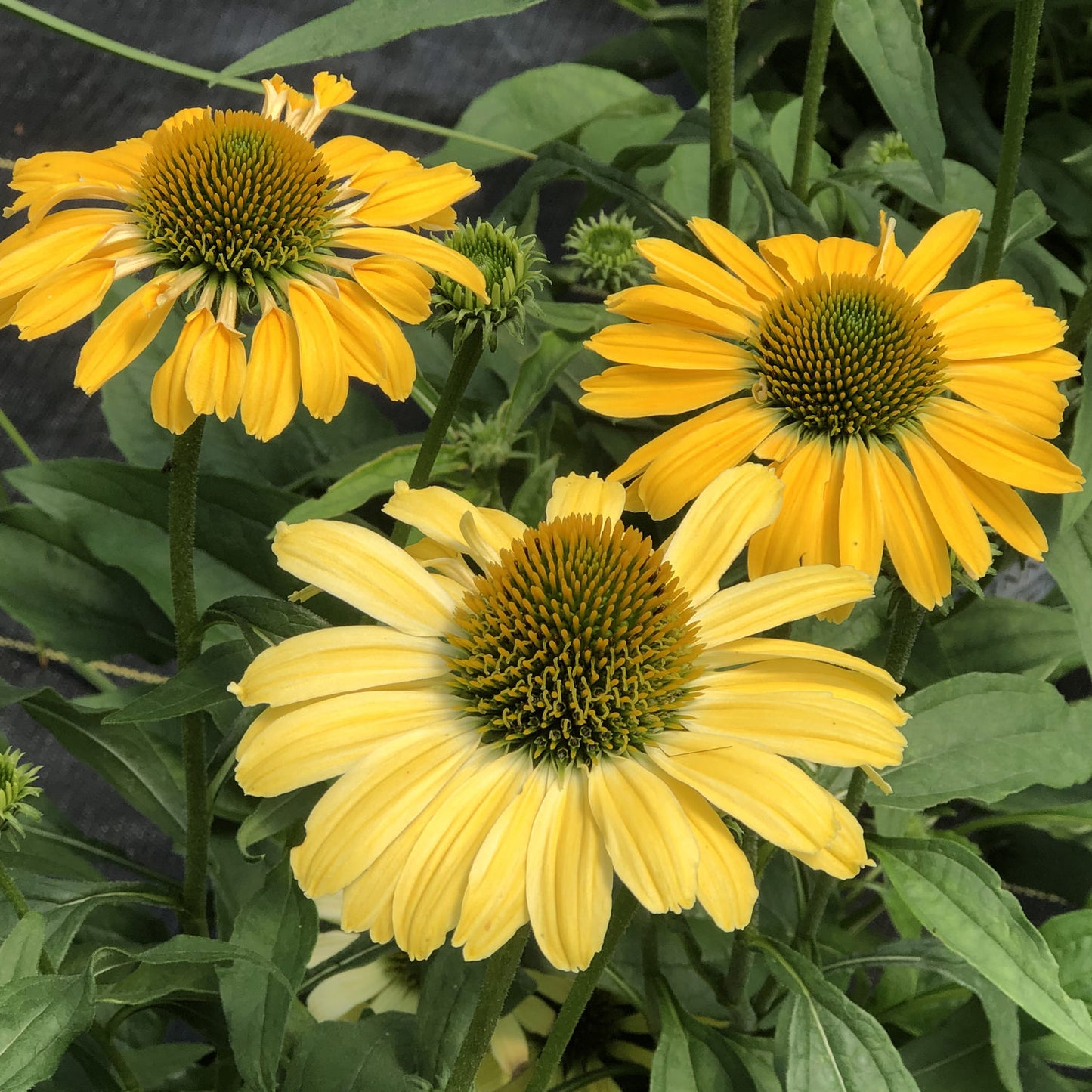 Color Coded® 'Yellow My Darling' Coneflower (Echinacea) - Photo Property of Garden Crossings LLC