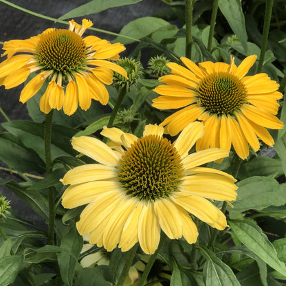 Color Coded® 'Yellow My Darling' Coneflower (Echinacea) - Photo Property of Garden Crossings LLC