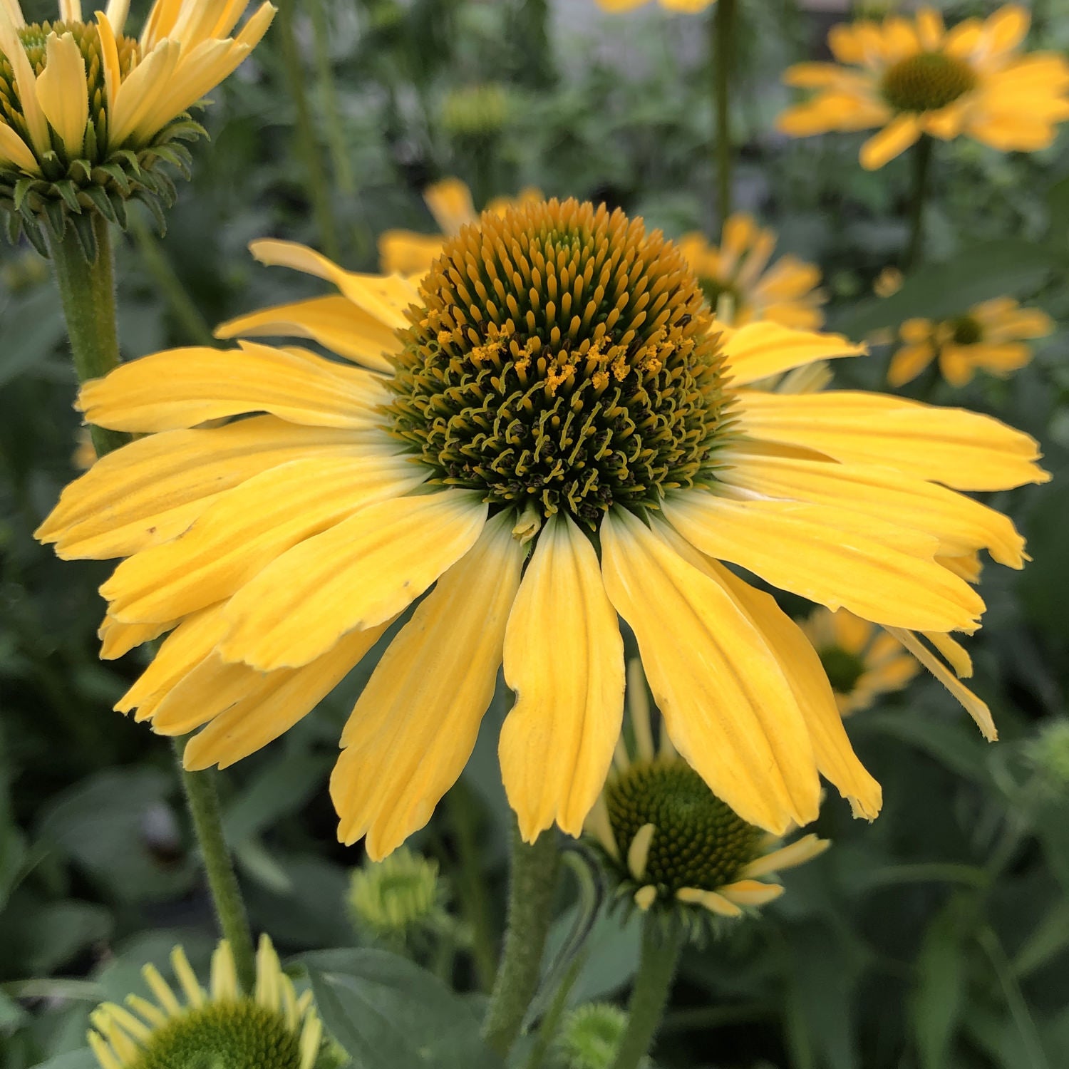 Color Coded® 'Yellow My Darling' Coneflower (Echinacea) - Photo Property of Garden Crossings LLC