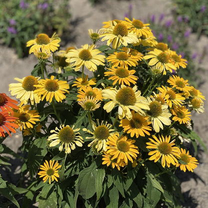 Color Coded® 'Yellow My Darling' Coneflower (Echinacea) - Photo Property of Garden Crossings LLC