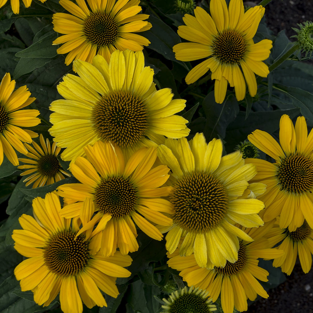 Color Coded® 'Yellow My Darling' Coneflower (Echinacea) - Photo Courtesy of Proven Winners, Inc.