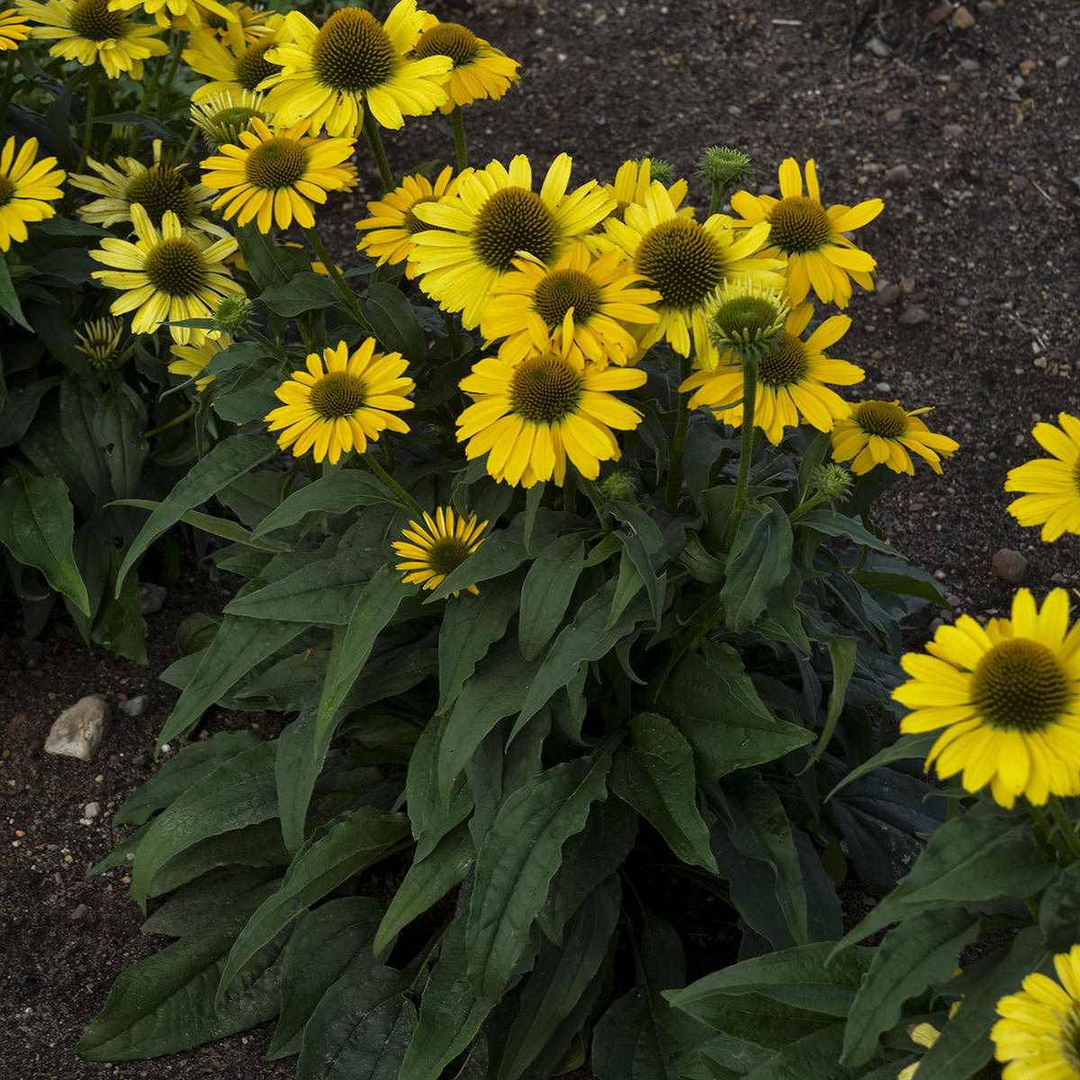 Color Coded® 'Yellow My Darling' Coneflower (Echinacea) - Photo Courtesy of Proven Winners, Inc.