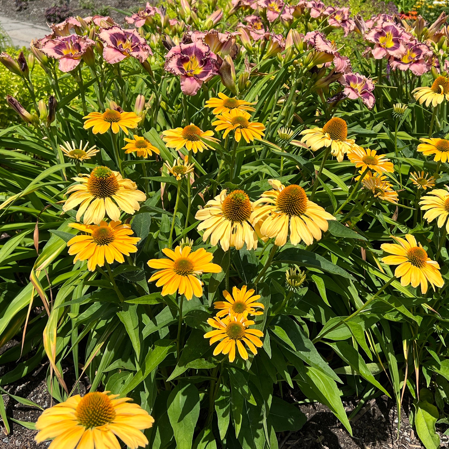 Color Coded® 'Yellow My Darling' Coneflower (Echinacea) - Photo Property of Garden Crossings LLC