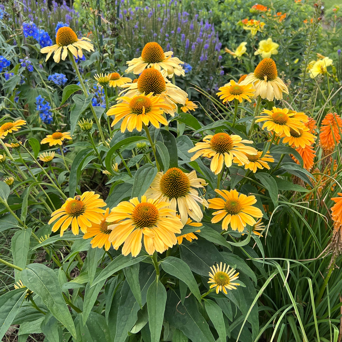 Color Coded® 'Yellow My Darling' Coneflower (Echinacea) - Photo Property of Garden Crossings LLC