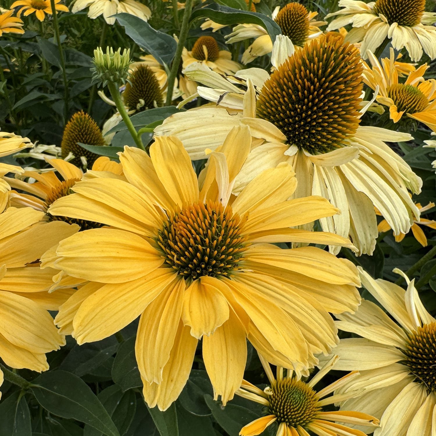 Color Coded® 'Yellow My Darling' Coneflower (Echinacea) - Photo Property of Garden Crossings LLC