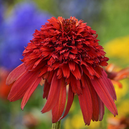 Cone -Fections™ Hot Papaya Coneflower (Echinacea) - Photo Courtesy of Walters Gardens, Inc.
