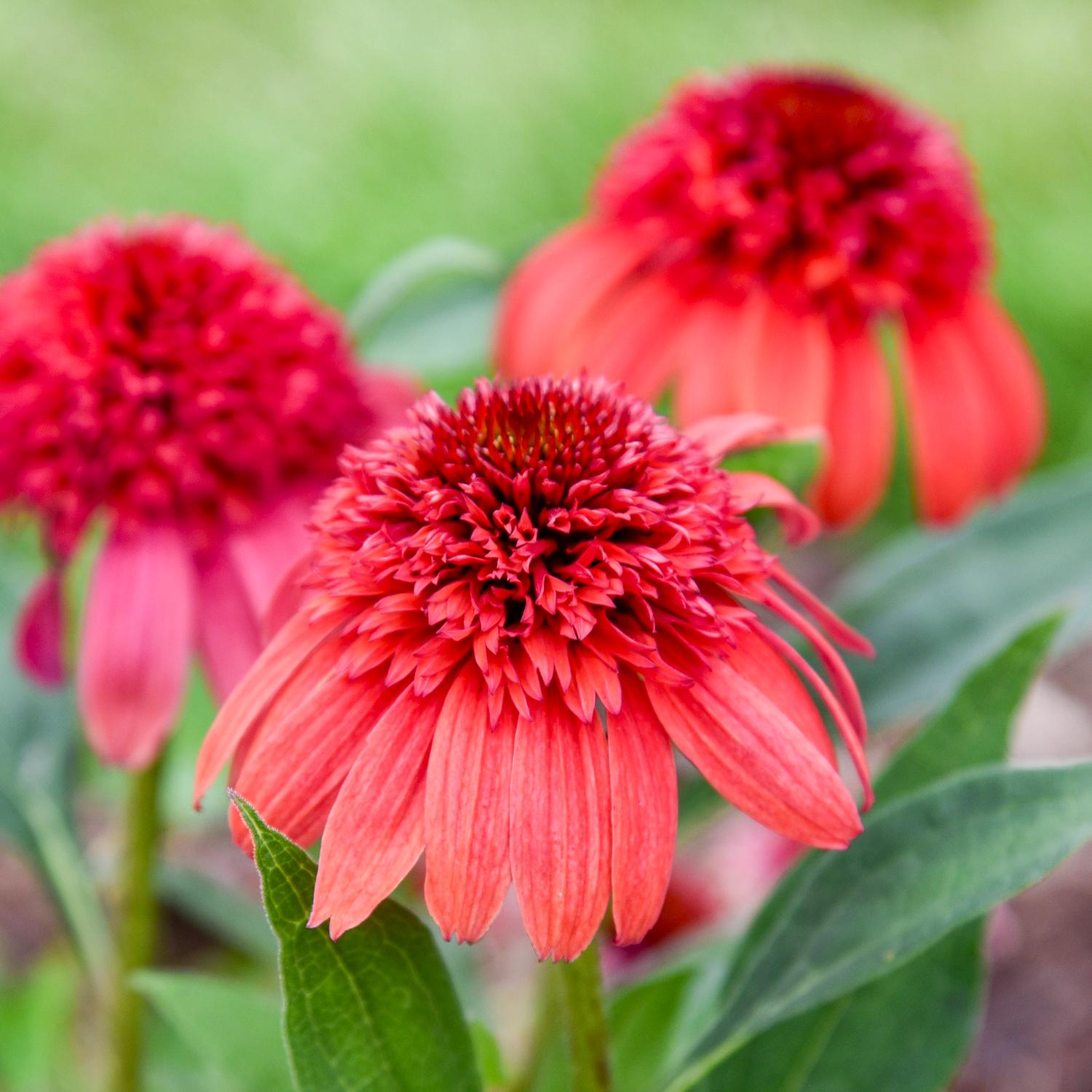 Close-up of three vibrant Double Dipped® 'Jamberry' Coneflower (Echinacea) blooms with spiky centers, set against a blurred green background and lush leaves - Photo Courtesy of Walters Gardens, Inc.