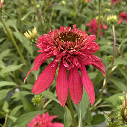 Double Scoop™ Cranberry Coneflower (Echinacea) - Photo Property of Garden Crossings LLC
