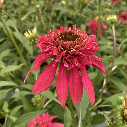 Double Scoop™ Cranberry Coneflower (Echinacea) - Photo Property of Garden Crossings LLC