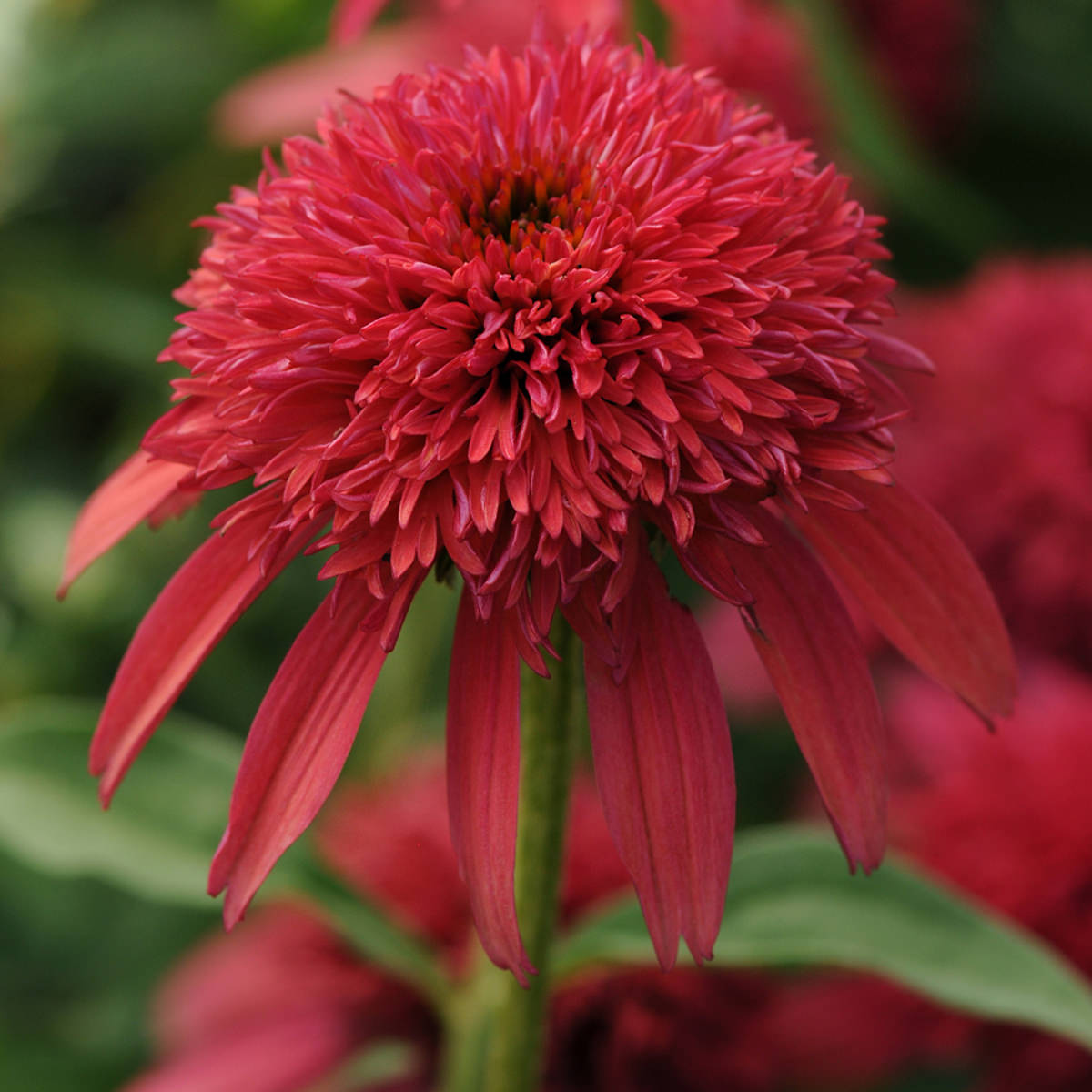 A close-up of the Double Scoop™ Cranberry Coneflower (Echinacea) reveals its densely packed, vibrant red petals with elongated outers against a blurred green backdrop - Photo Courtesy of Walters Gardens, Inc.