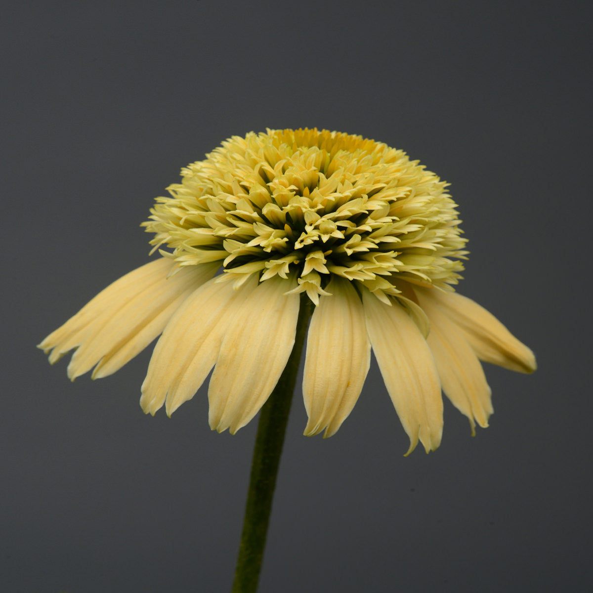 A single Double Scoop™ Lemon Cream Coneflower (Echinacea) showcases layered, spiky pale yellow petals with a dense center and drooping outer petals shown against a plain dark gray background - Photo Courtesy of Walters Gardens, Inc.