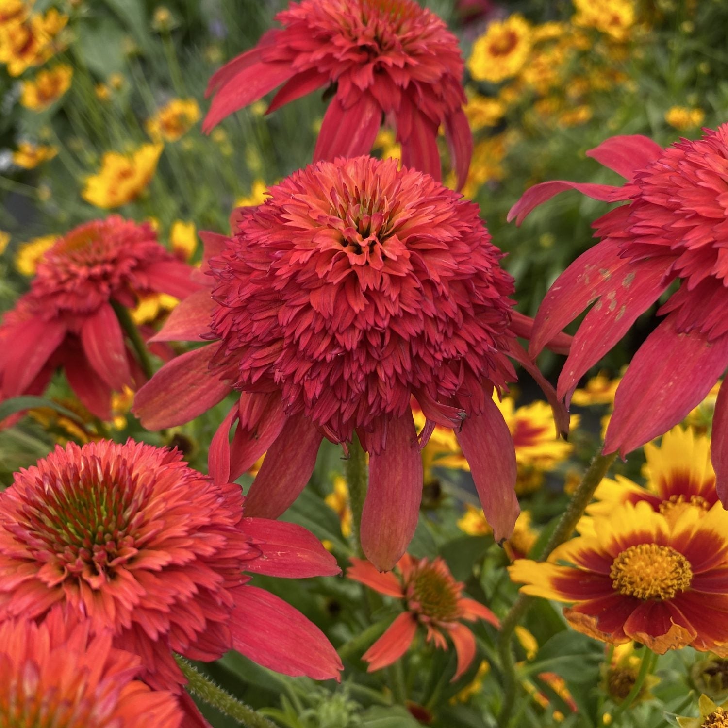 Close-up of vibrant Double Scoop™ Mandarin Coneflower (Echinacea), a striking orange bloom with spiky centers surrounded by yellow and red flowers and lush green foliage in a garden setting - Photo Property of Garden Crossings LLC.