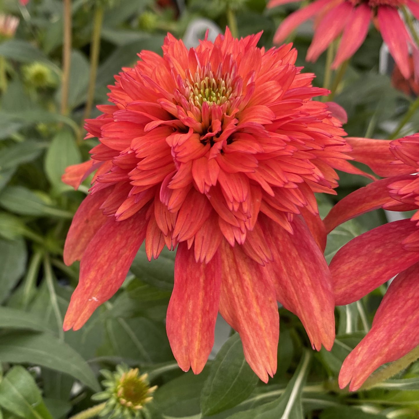 Double Scoop™ Mandarin Coneflower (Echinacea) - Photo Property of Garden Crossings LLC