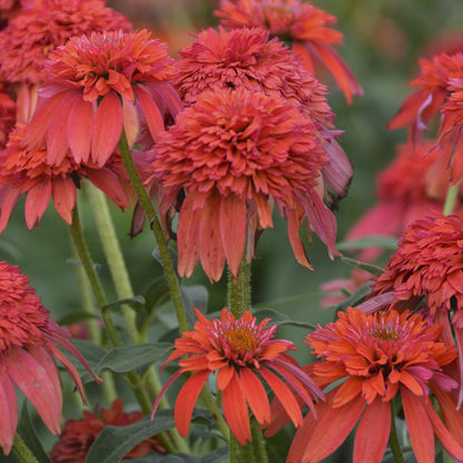 Double Scoop™ Mandarin Coneflower (Echinacea) - Photo Courtesy of Walters Gardens, Inc.