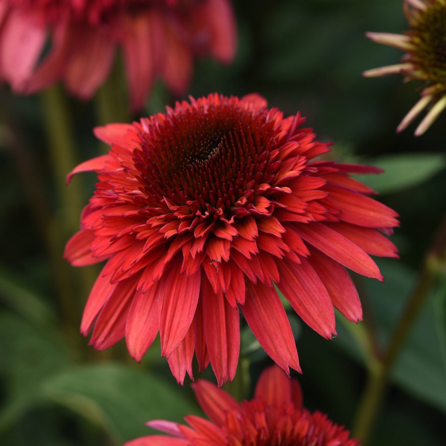 Close-up of the vibrant Double Scoop™ Raspberry Deluxe Coneflower (Echinacea), a drought-tolerant perennial with layered red petals and a dark, textured center, set against a blurred green background - Photo Courtesy of Ball Horticulture, Inc.