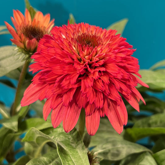 Double Scoop™ Raspberry Deluxe Coneflower (Echinacea) - Photo Property of Garden Crossings LLC