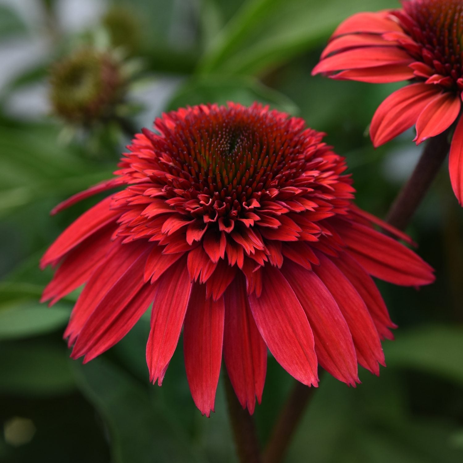 Garden Crossings Double Scoop Strawberry Coneflower - Thumbnail 2