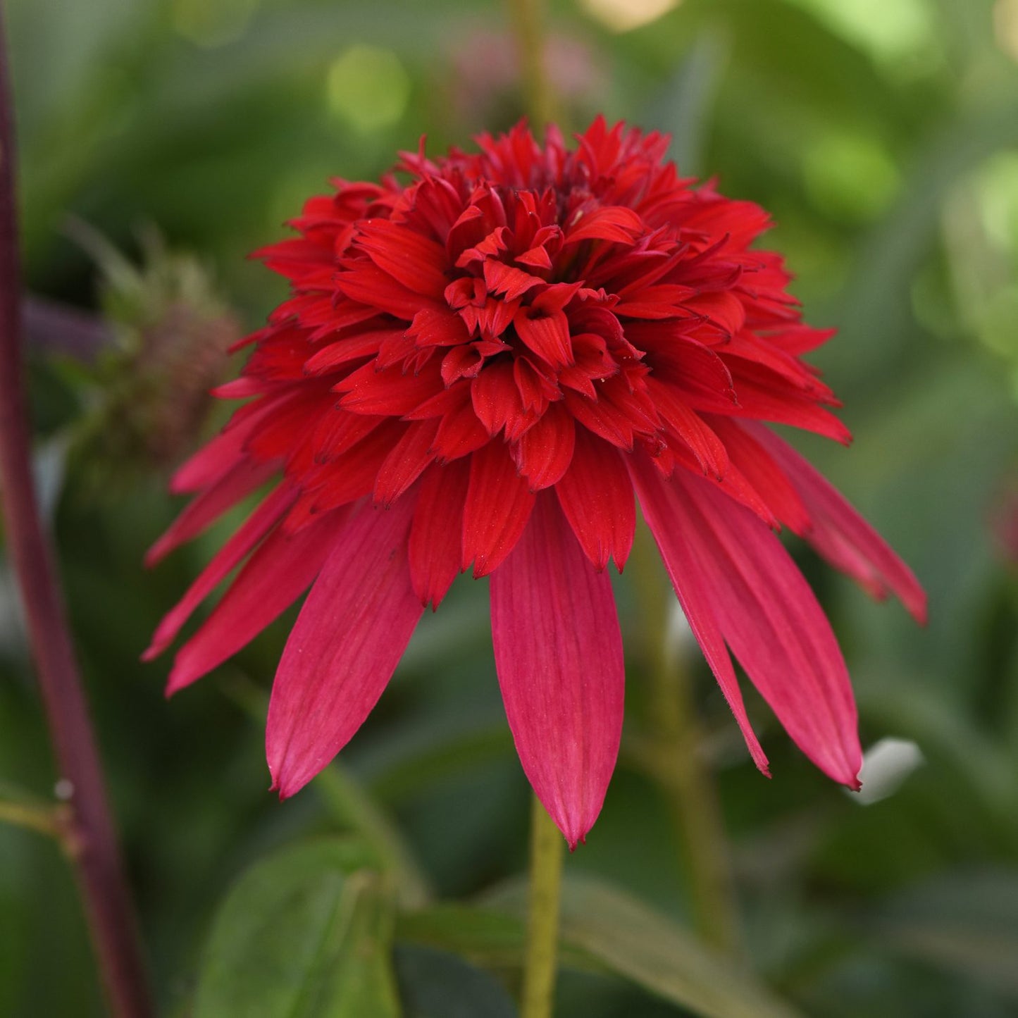 Double Scoop™ Strawberry Deluxe Coneflower (Echinacea) - Photo Courtesy of Ball Horticulure, Inc.