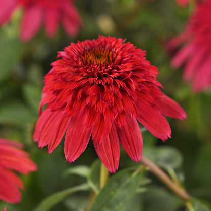 Double Scoop™ Strawberry Deluxe Coneflower (Echinacea) - Photo Courtesy of Ball Horticulure, Inc.
