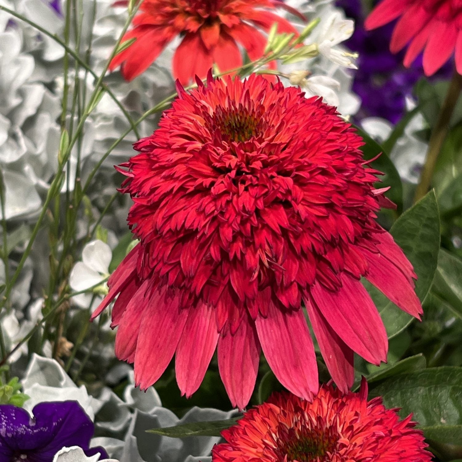 Garden Crossings Double Scoop Strawberry Coneflower - Thumbnail 3