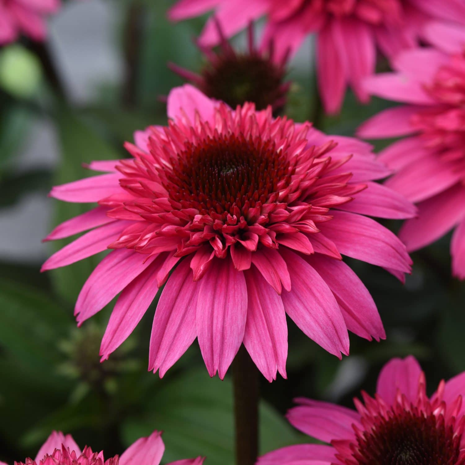Close-up of a vibrant pink Double Scoop™ Watermelon Deluxe Coneflower (Echinacea) with two sets of spiky pink petals and a dark red center, surrounded by green leaves and other coneflowers in the background - Photo Courtesy of Ball Horticulture, Inc.