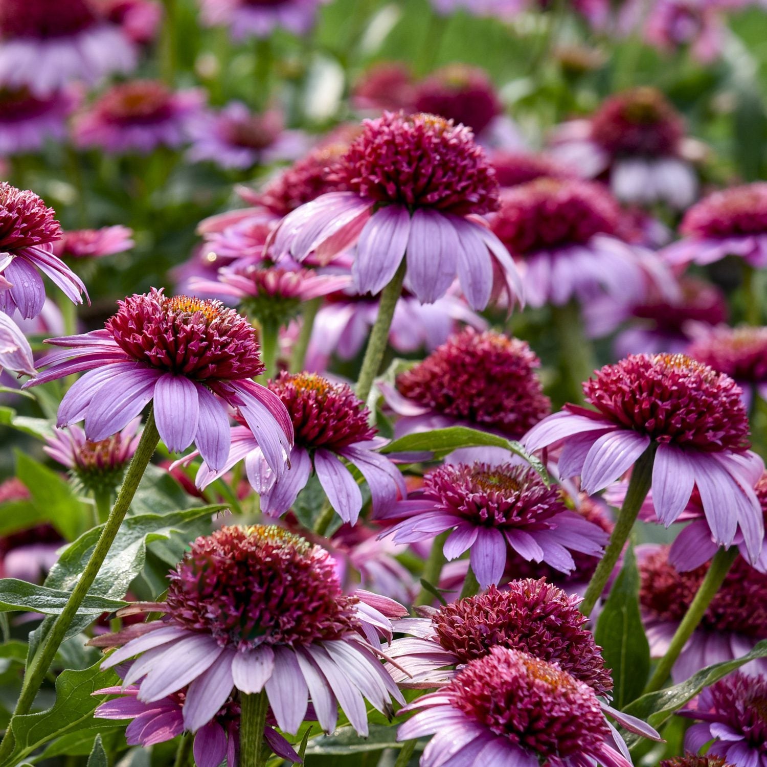 Close-up of a cluster of Double Coded® 'Everything's Rosy' Coneflower (Echinacea) with light pink blooms with spiky, dark pink centers brightens the lush garden, surrounded by green foliage - Photo Courtesy of Proven Winners, Inc.
