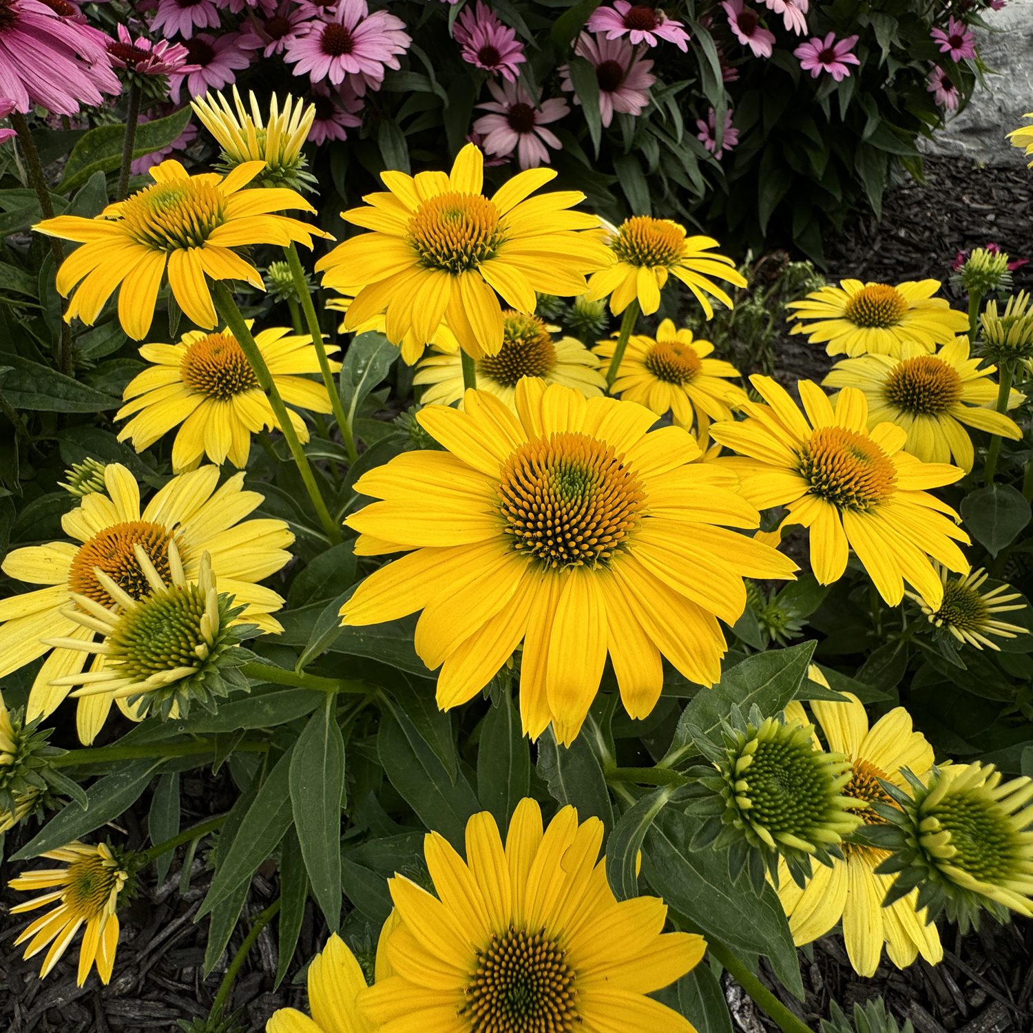 Eye Catcher® 'Canary Feathers ' Coneflower (Echinacea) - Photo Property of Garden Crossings LLC